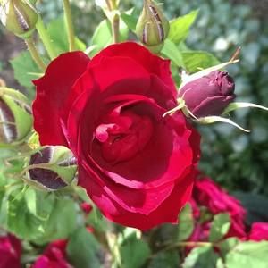 Meet your Posher, Susan